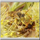 Nomada lathburiana - Wespenbiene 03.jpg